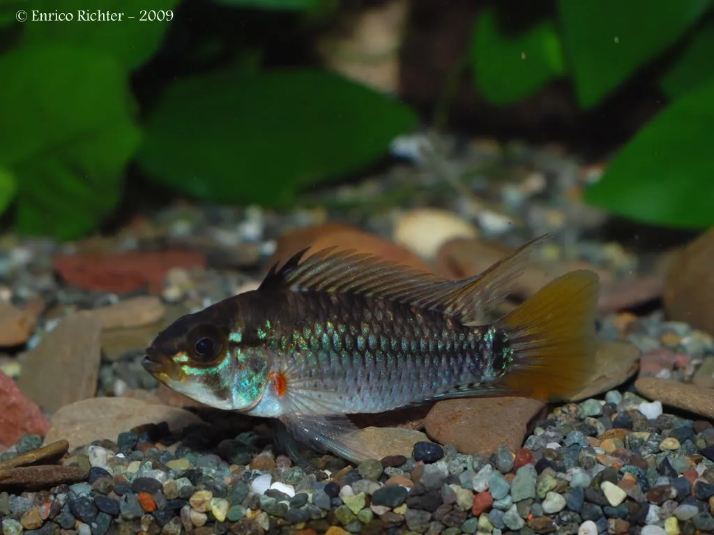 Cá ranh lùn Apistogramma eunotus, Apistogramma eunotus