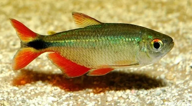 Cá tetra Buenos Aires, Hyphessobrycon anisitsi