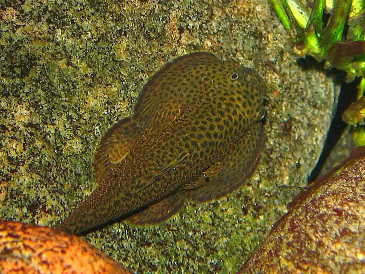 Another likely female.