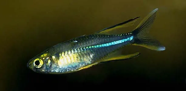 Cá cầu vồng Celebes, Marosatherina ladigesi