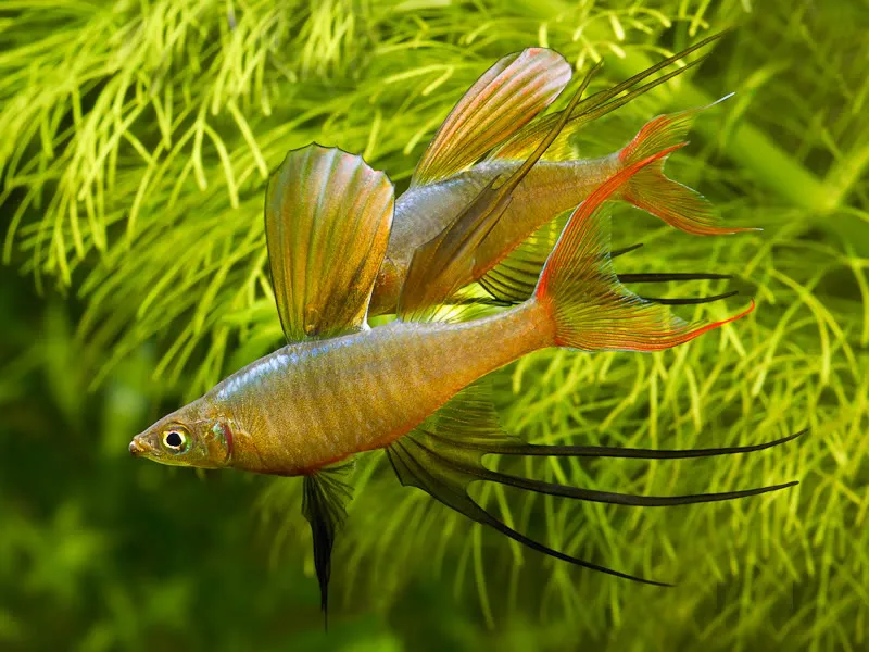 Cá cầu vồng vây tơ, Iriatherina werneri