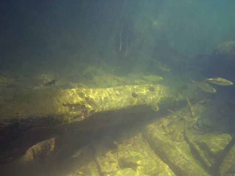 Underwater scene in the Hanthayaw/Suriya river.