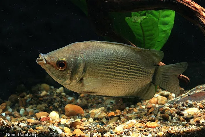 ปลาหมอตาล, Helostoma temminckii