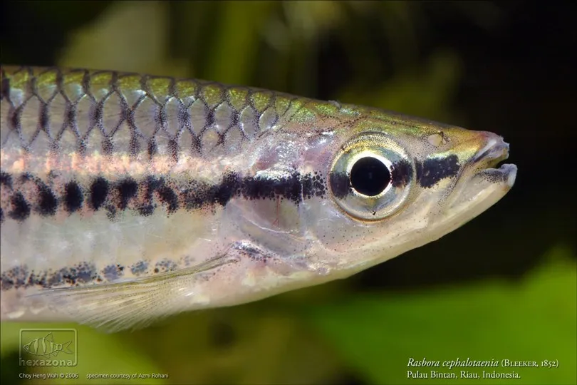 Head detail of R. cephalotaenia.