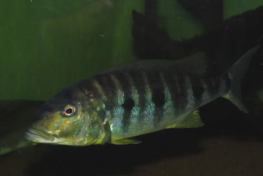 Cá hoàng đế Tanganyika, Boulengerochromis microlepis