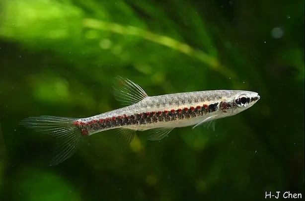 Cá tetra phun trứng đốm đỏ, Copella nattereri
