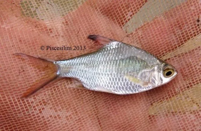 Juvenile specimen from Perak state, Peninsular Malaysia.