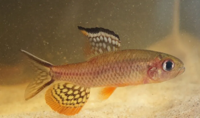 Freshly-collected, young adult male from the rio Negro system in the vicinity of São Gabriel da Cachoeira, Amazonas state, Brazil.