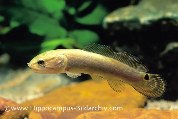 Cá bowfin, Amia calva