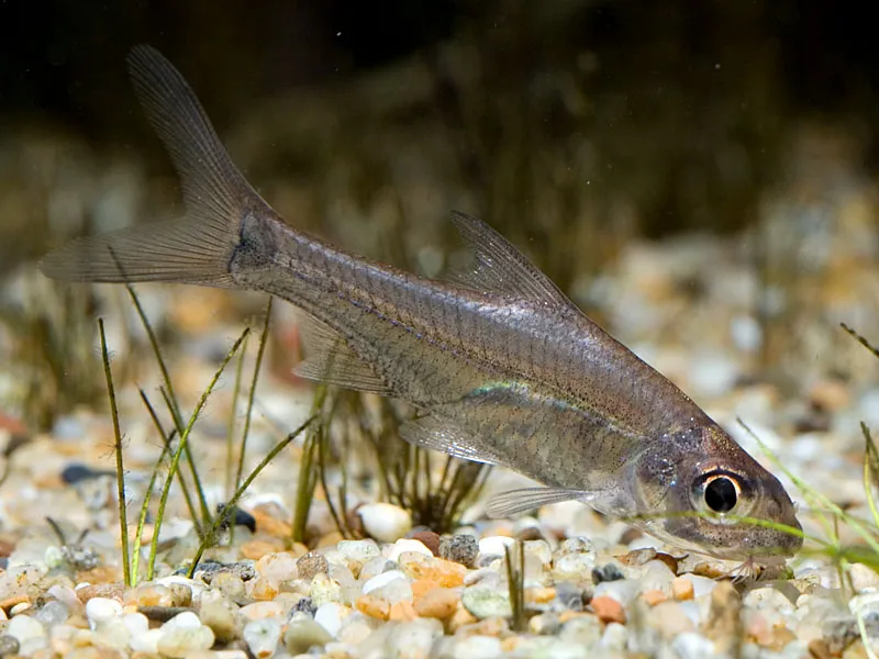 Cá Cyclocheilichthys heteronema, Cyclocheilichthys heteronema
