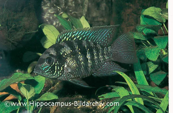 Cá rồng xanh Blue Acara, Andinoacara pulcher
