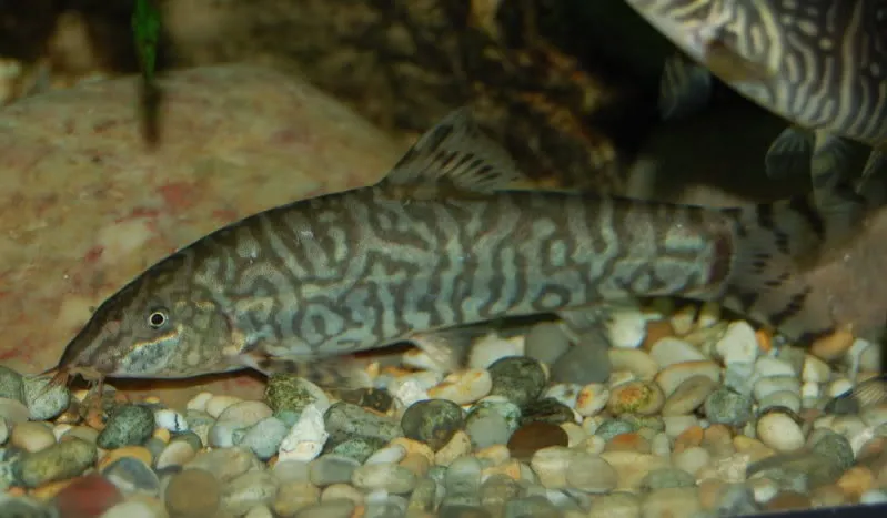 Adult male of B. lohachata?