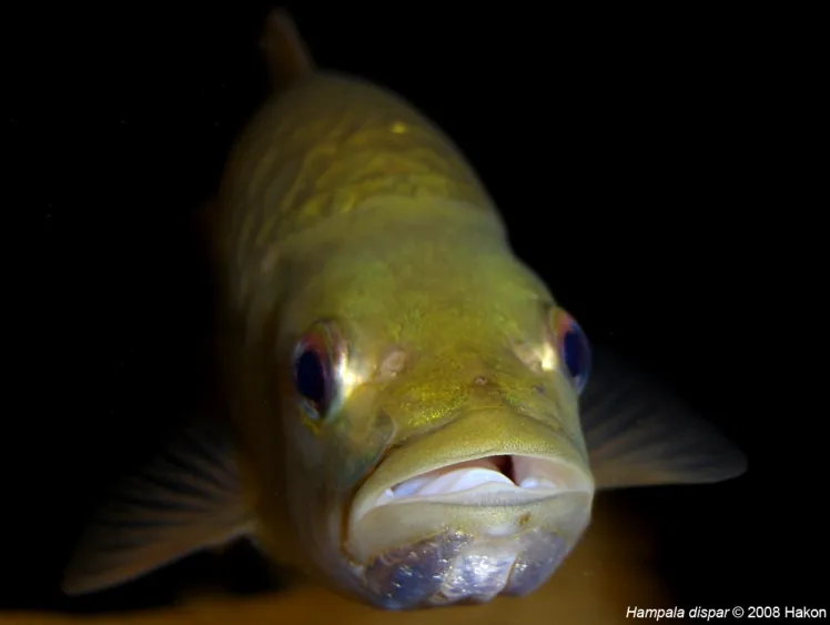 Hampala species are predatory and have large mouths.