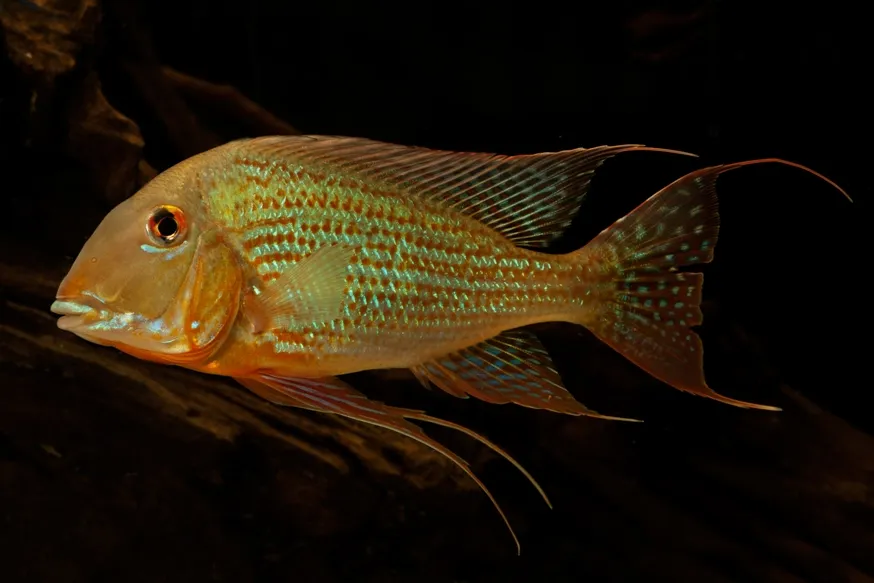 Adult specimen, possibly from the rio Tapajós.