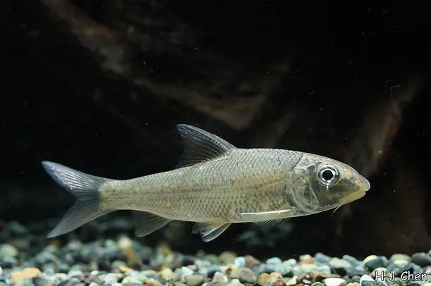 Cá Chagunius chagunio, Chagunius chagunio
