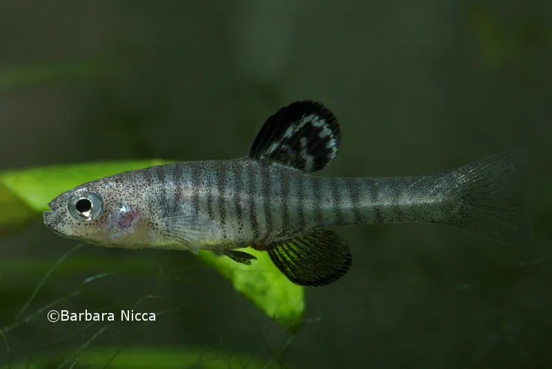 Cá răng chó Hazar, Aphanius asquamatus