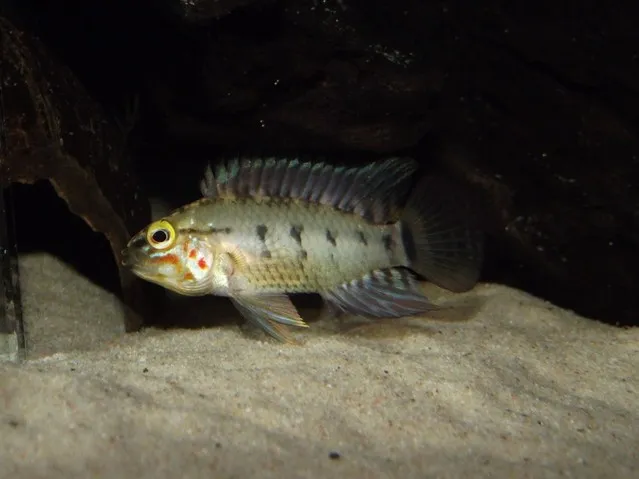 Cá cichlid lùn Apistogramma paulmuelleri, Apistogramma paulmuelleri