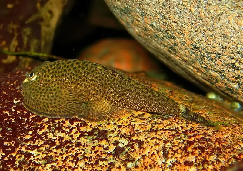 The bulky body shape of this specimen suggests it to be female.