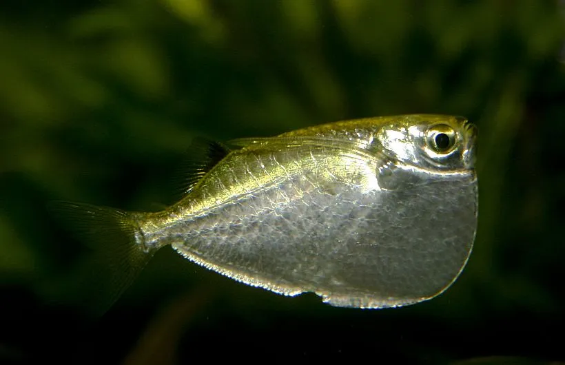 Cá rìu đốm vây, Thoracocharax stellatus