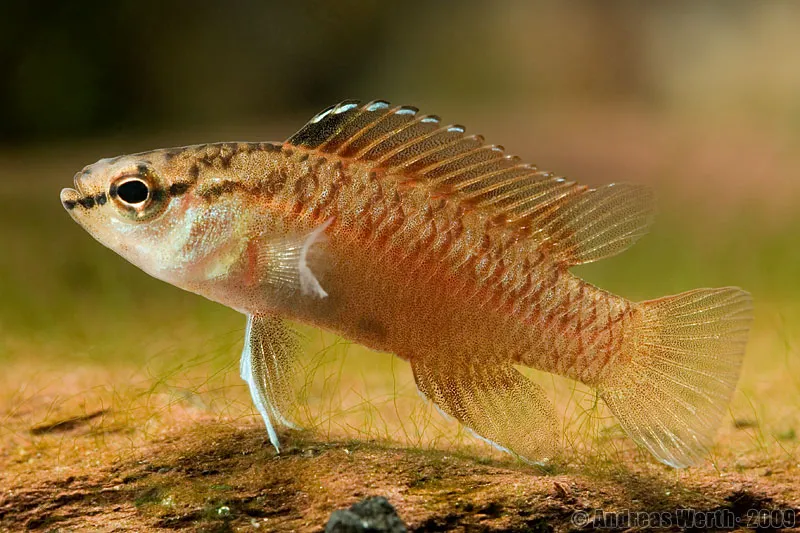 Subdominant male.