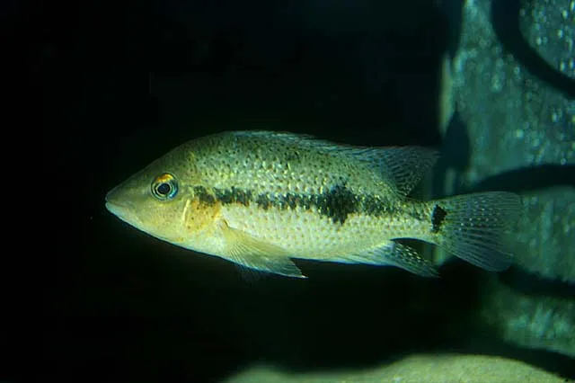 Cá rô phi đốm đỏ, Darienheros calobrensis
