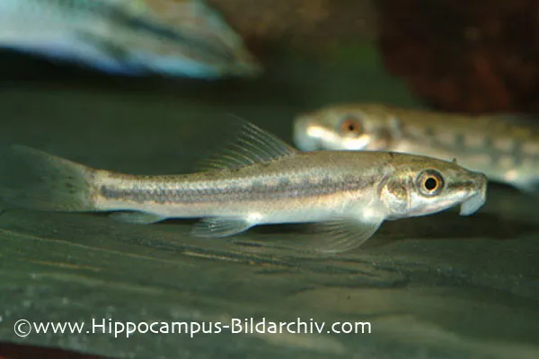 Young specimen from the aquarium trade.
