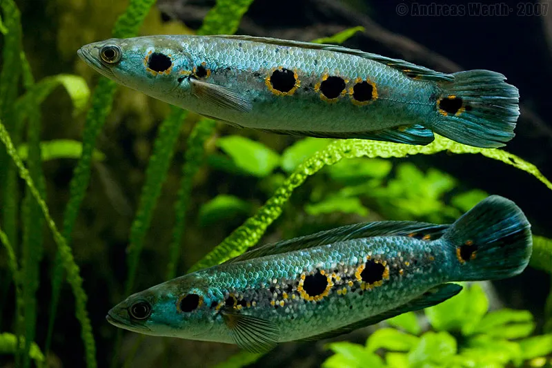 Cá lóc mắt ocellated, Channa pleurophthalma