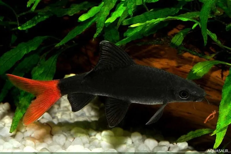 Cá mập đuôi đỏ, Epalzeorhynchos bicolor