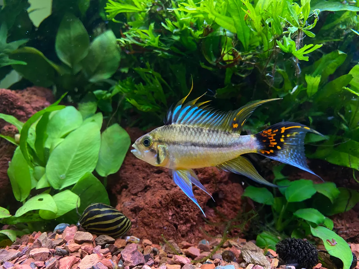 Cá hồng két cockatoo, Apistogramma cacatuoides