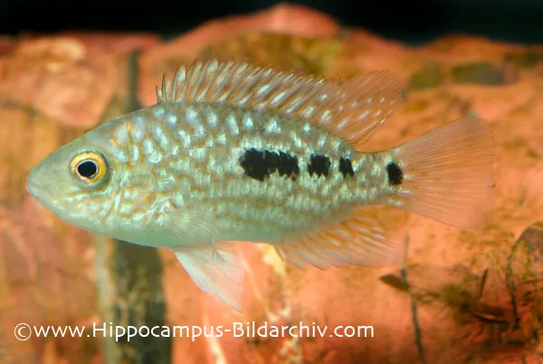 ปลาหมอเท็กซัสเขียว, Herichthys carpintis