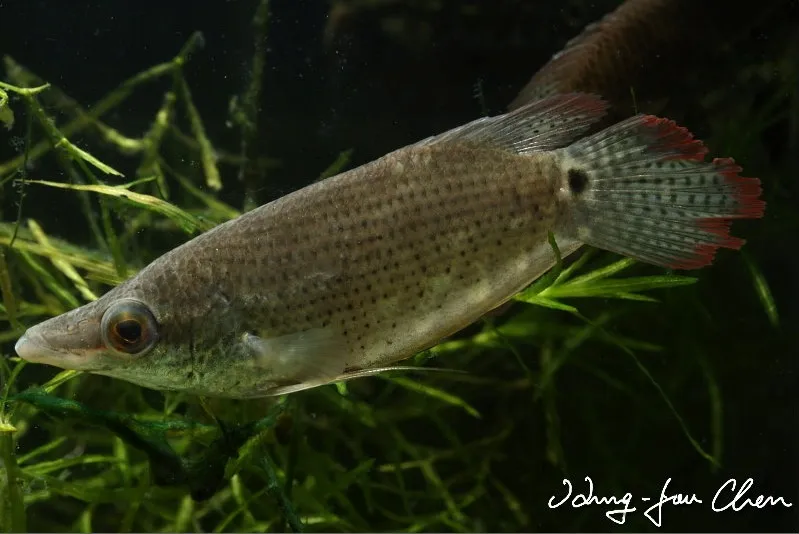 Cá thài lài quý tộc, Ctenops nobilis