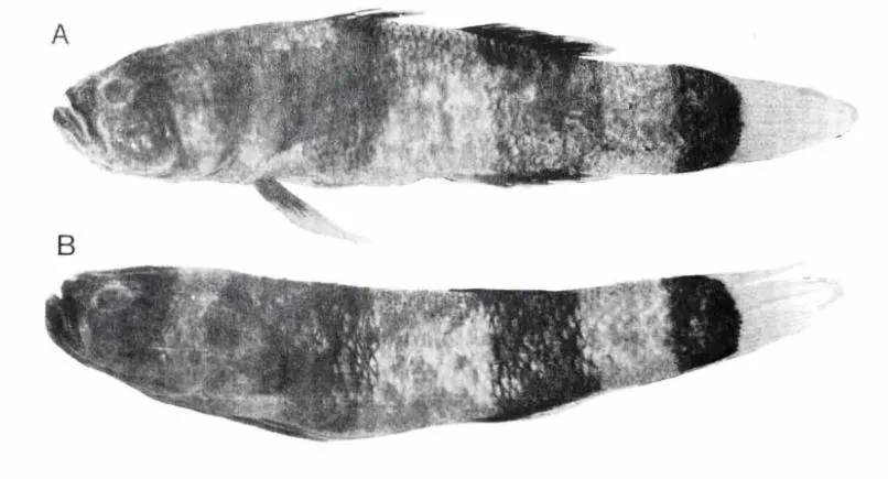 Cá bống ong xanthozona, Brachygobius xanthozonus