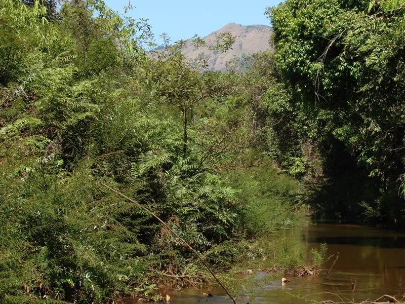 Habitat in Coorg.