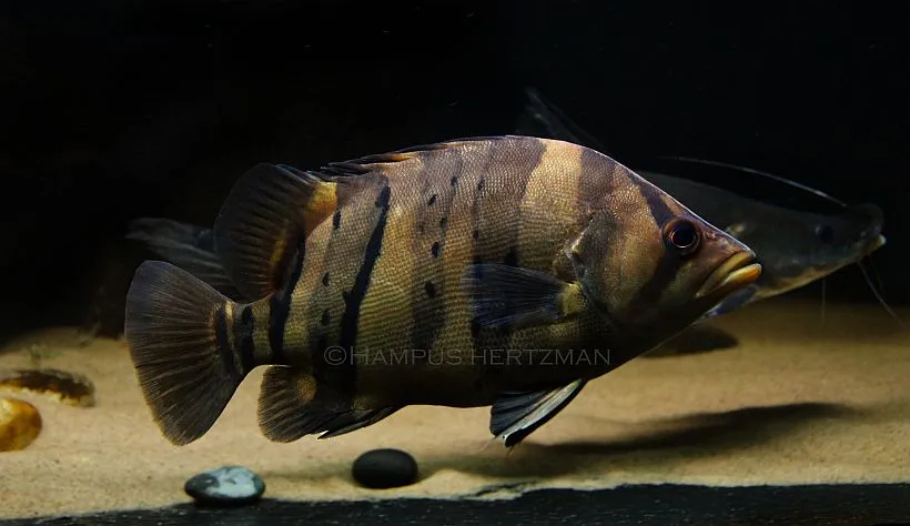 Cá thái hổ Indonesia, Datnioides microlepis