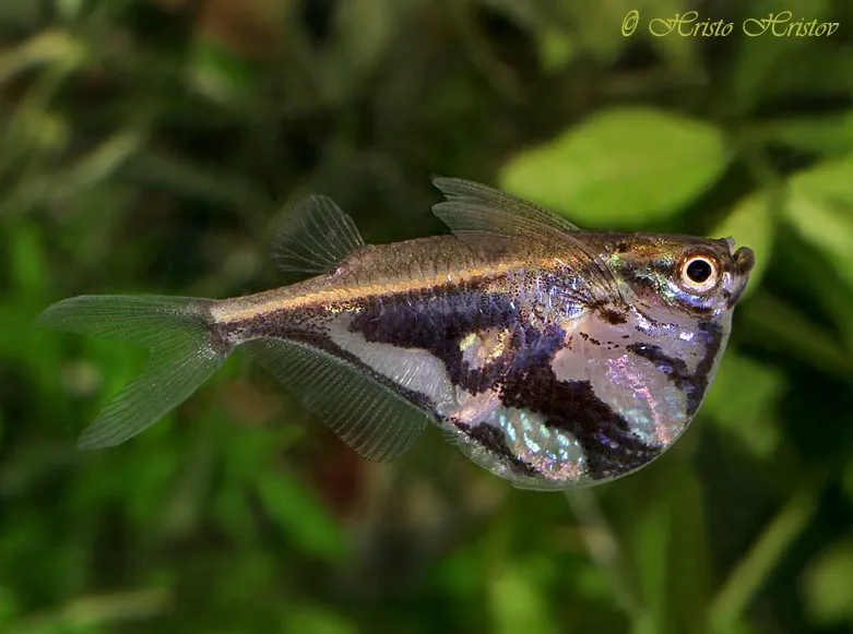 Cá rìu cẩm thạch, Carnegiella strigata