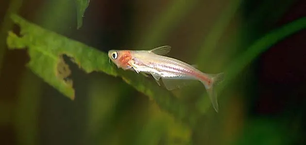 Iridescent Shark Catfish (Pangasius hypophthalmus)