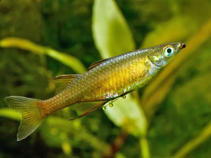 Adult female post-spawning with some undeposited eggs still attached.