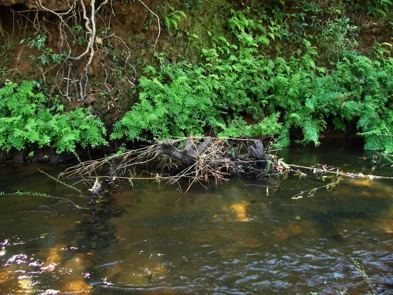 Habitat in Coorg, also known as Kodagu, district, Karnataka state, southwestern India.