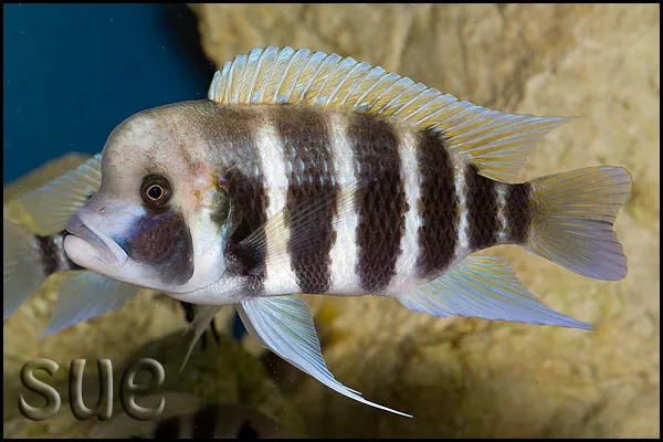 ปลาฟรอนโตซ่า, Cyphotilapia frontosa