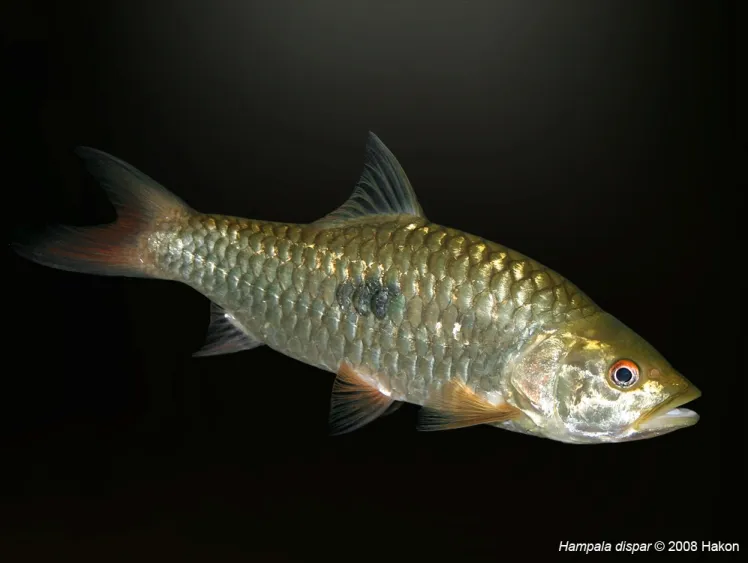 This species has just a single flank marking.