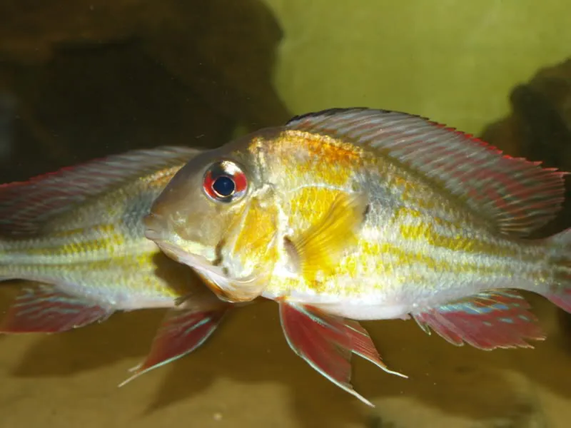 Possession of preopercular markings and a comparatively large midlateral blotch are two defining characters for G. proximus.