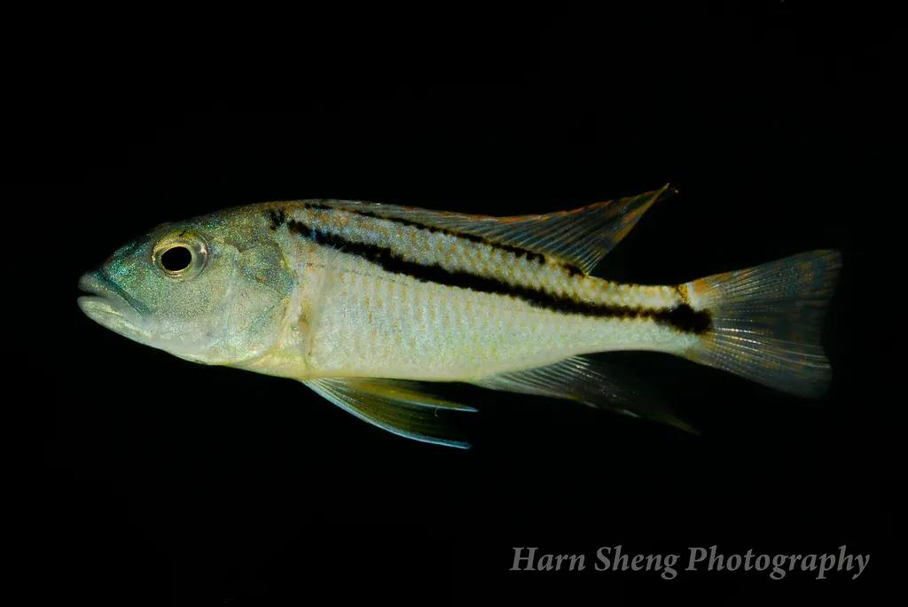 Cá rô phi săn mồi Aristochromis christyi, Aristochromis christyi