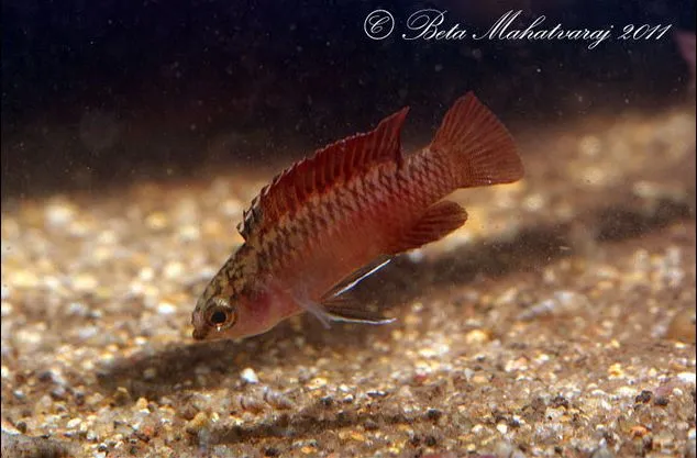 Adult male.