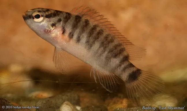 Young F1 specimen in the aquarium.