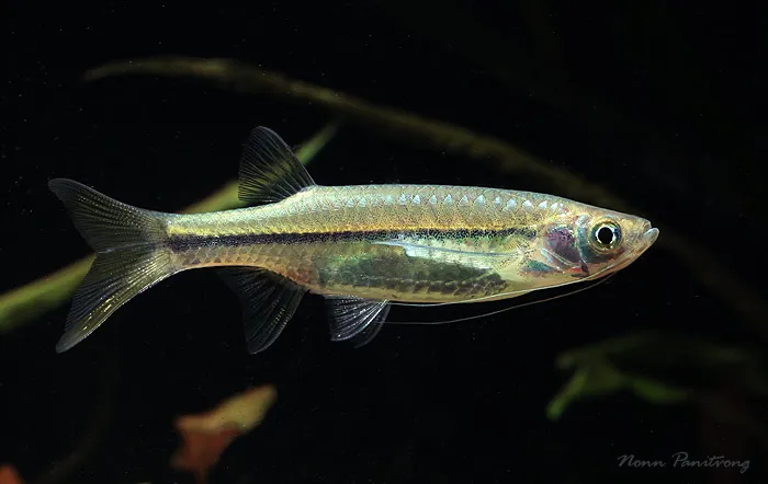Cá bay sọc, Esomus metallicus