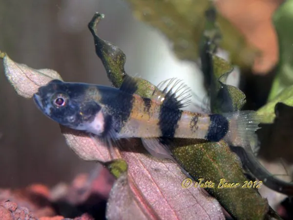 Cá bống ong Sabah, Brachygobius sabanus