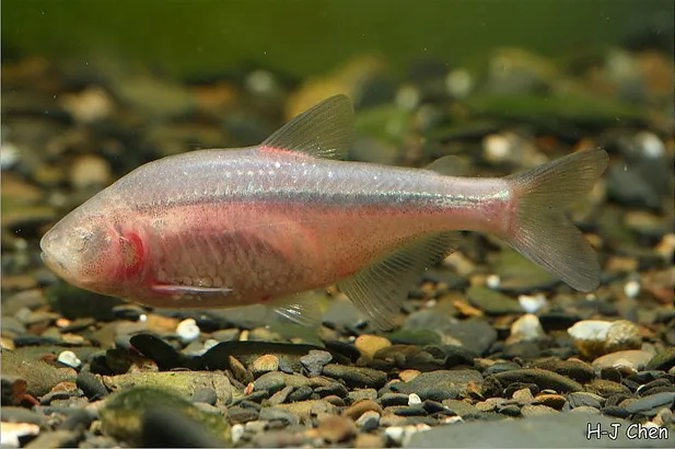Cá tetra hang mù, Astyanax mexicanus