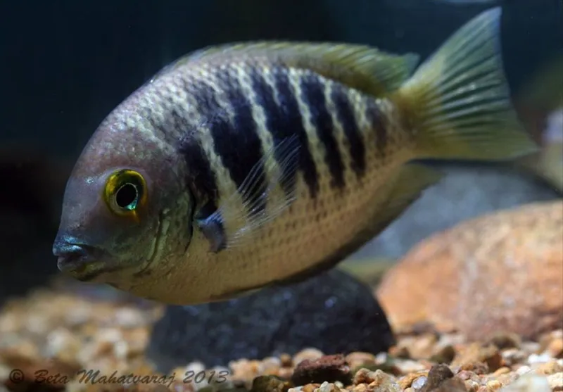Cá rô Canara, Etroplus canarensis