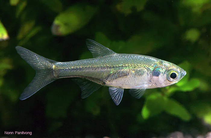 Cá carplet công chúa, Amblypharyngodon chulabhornae