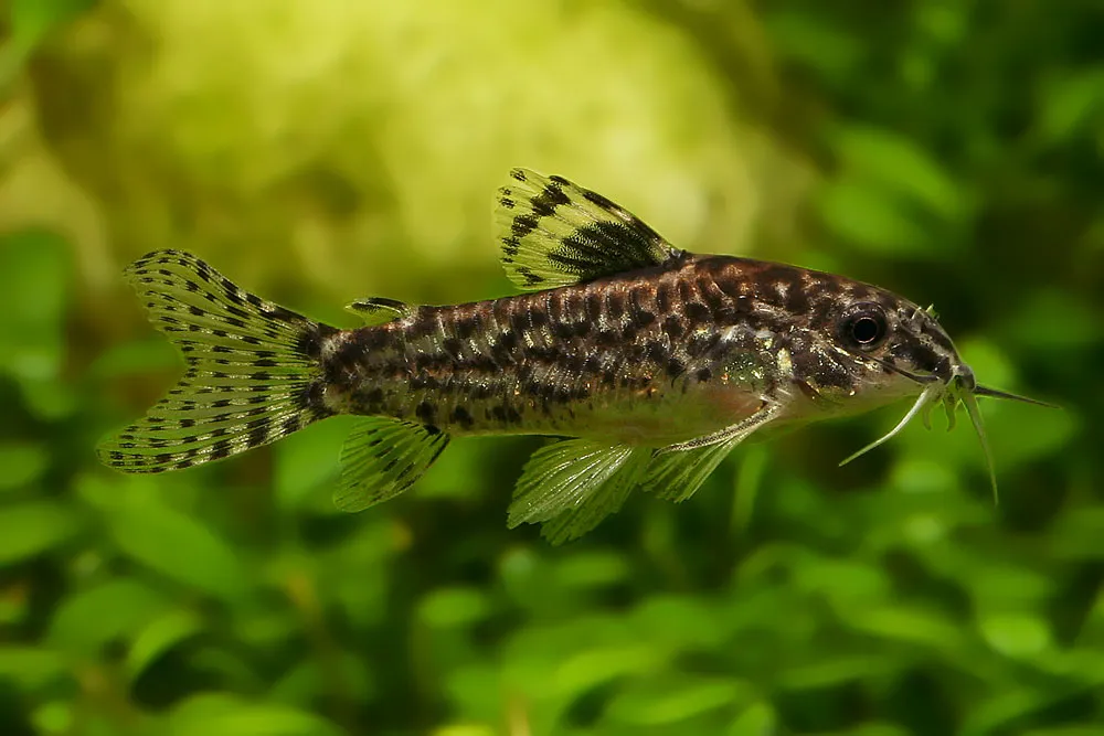Cá chuột giáp Aspidoras pauciradiatus, Aspidoras pauciradiatus